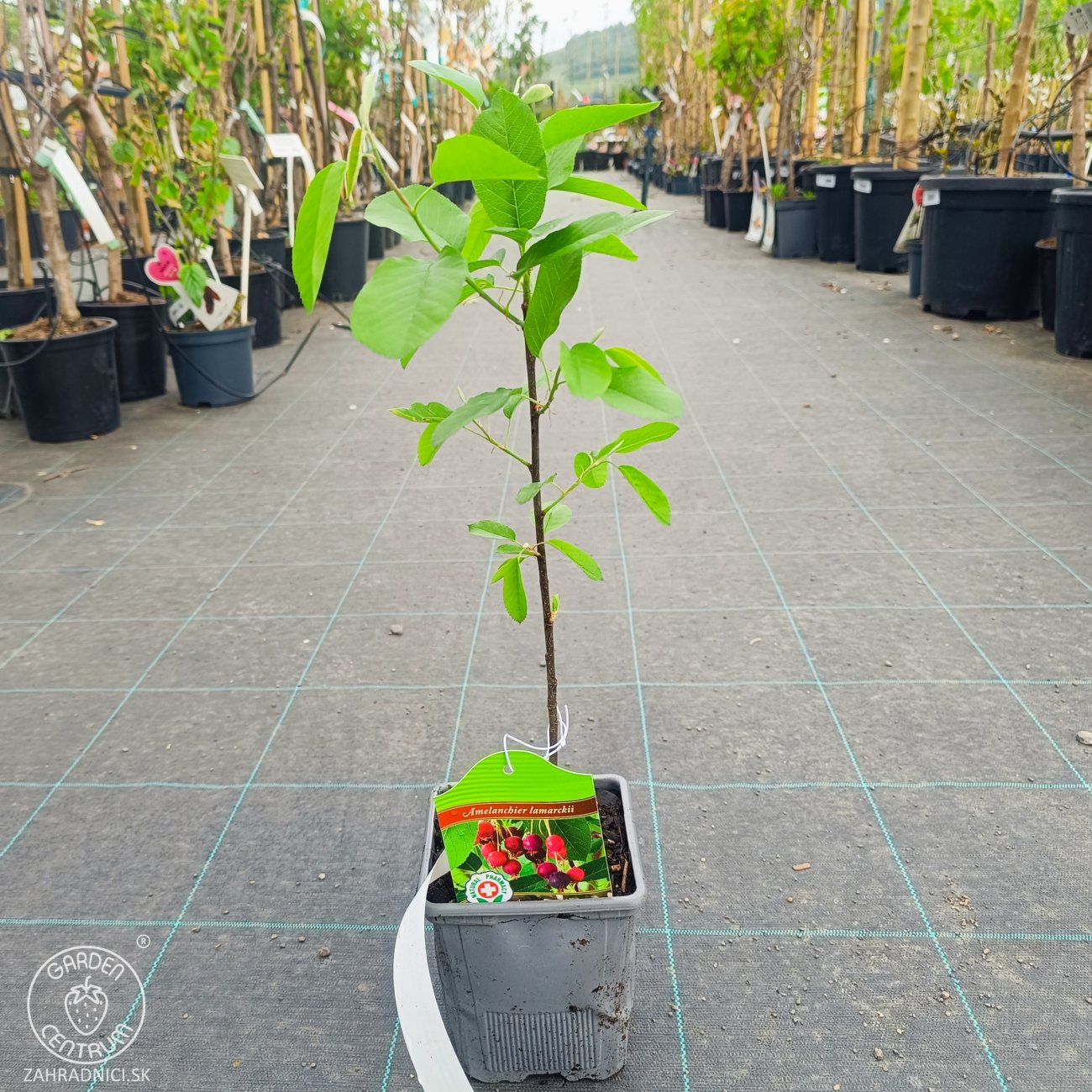 Obrázok Muchovník kanadský (Amelanchier canadensis) ‘PRINCE WILLIAM’ – výška 40-50 cm, kont. P11
